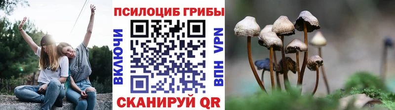 Купить где  Славянск-на-Кубани  Псилоцибиновые грибы Cubensis 